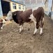 6个月一头西门塔尔牛散养肉牛犊放山架子牛