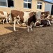 500斤左右西门塔尔牛苗大小都有放山架子牛