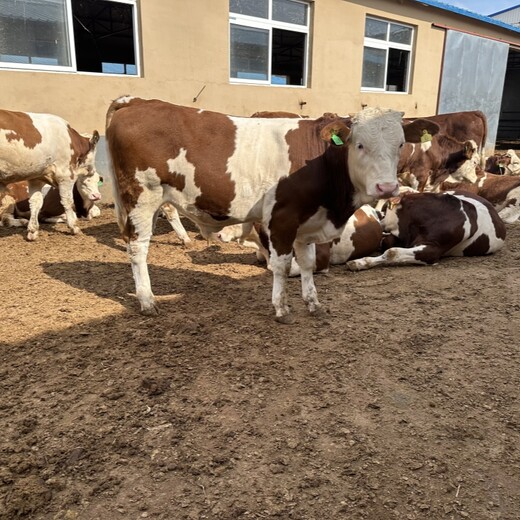 五百斤的西门塔尔2岁母牛脊背宽阔散养育肥牛