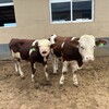 六个月的西门塔尔牛犊小母牛全国都可养四肢强健