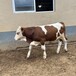 六百斤西门塔尔基础母牛散养肉牛犊可视频挑选