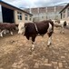 6个月西门塔尔小母牛犊散养肉牛犊大骨架