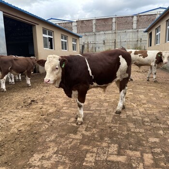 西门塔尔小母牛犊三四百斤的价钱出栏快