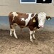 西门塔尔二岁母牛400斤的价格适应性强