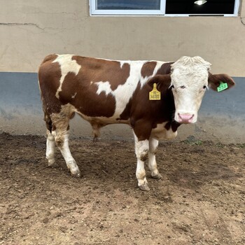 西门塔尔四代母牛五个月的价格提供养殖技术
