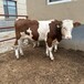 六个月西门塔尔小牛犊现货充足出肉率高