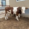 400多斤西门塔尔牛犊好养易活提供技术