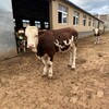 400至500斤西门塔尔母牛以质论价可视频挑选