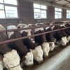 300斤的西门塔尔繁殖母牛自养自销大骨架