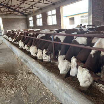 西门塔尔二岁母牛400至500斤多少钱一头纯种肉牛出售