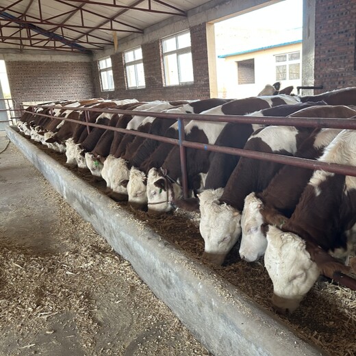 三四百斤西门塔尔2岁母牛提供养殖技术放山架子牛