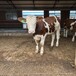 5之6个月的西门塔尔小牛犊提供养殖技术专车运输