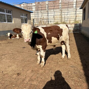 西门塔尔二岁母牛400至500斤多少钱一头纯种肉牛出售