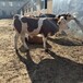 600斤左右西门塔尔牛小母牛散养肉牛犊纯放山牛