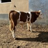 七个月西门塔尔牛小母牛可技术跟踪服务红白花的