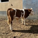 三百至四百斤西門塔爾牛犢散養(yǎng)肉牛犢飼養(yǎng)簡單