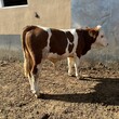 七个月西门塔尔牛小母牛可技术跟踪服务红白花的图片