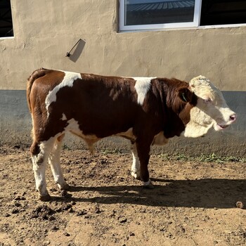 西门塔尔基础母牛六百斤的价格改良育肥小牛