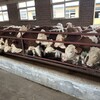 西门塔尔小牛犊三百斤的价格表好养活