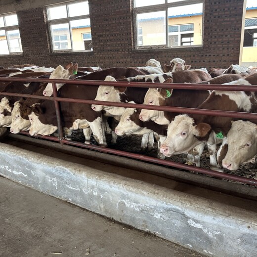 西门塔尔小母牛苗四百斤的要多少钱纯放山牛