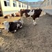 西门塔尔小公牛5个月的价格散养肉牛
