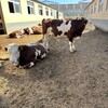 西门塔尔繁殖母牛五百多斤市场价多少四肢强健