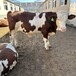 西门塔尔母牛5个月的价格散养肉牛犊