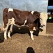 西门塔尔小母牛苗500多斤的多少钱一只提供养殖技术