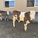 500斤左右西门塔尔小母牛犊大小都有散养育肥牛