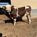 西门塔尔2岁母牛三百斤至四百斤价钱散养肉牛