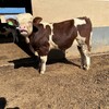 西门塔尔四代母牛四百至五百斤报价改良育肥小牛