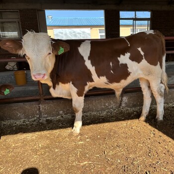 六百多斤西门塔尔牛小母牛采食能力强改良育肥小牛