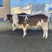 400斤的西门塔尔基础母牛提供养殖技术好养活