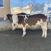 西门塔尔小母牛犊七个月价格生态散养