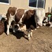 西门塔尔基础母牛8个月价钱改良育肥小牛