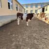 西门塔尔小母牛犊七八个月的价钱免费观察