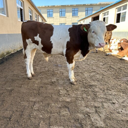 西门塔尔牛犊小母牛六之七个月现在什么价钱改良育肥小牛