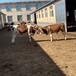 五百斤西门塔尔小母牛犊可技术跟踪服务改良育肥小牛