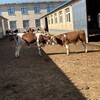 西门塔尔基础母牛7个月现在什么价生态散养