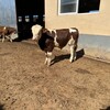 西门塔尔2岁母牛300至400斤现在什么价免费观察