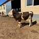 西门塔尔牛犊400--500斤多少钱一头纯种肉牛出售