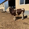 400多斤的西门塔尔牛犊小母牛四肢结实紫红花的