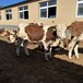 五百至六百斤西门塔尔二岁母牛采食能力强散养育肥牛