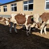 600多斤西门塔尔小牛可技术跟踪服务红白花的