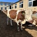 500斤一头西门塔尔牛免费观察纯种肉牛出售