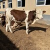 西门塔尔牛小母牛六个月价格表免费观察