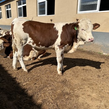 六之七个月西门塔尔小牛犊自养自销改良肉牛犊