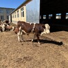 西门塔尔小牛犊四百多斤多少钱饲养简单