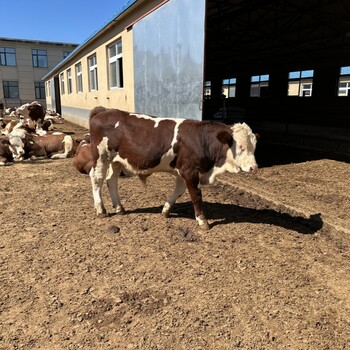 六百多斤西门塔尔小公牛采食能力强纯放山牛