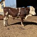 七个月西门塔尔小母牛犊可技术跟踪服务饲养简单